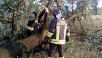 Temporali, vento forte e grandine in provincia. Caduti alberi e colture a rischio?