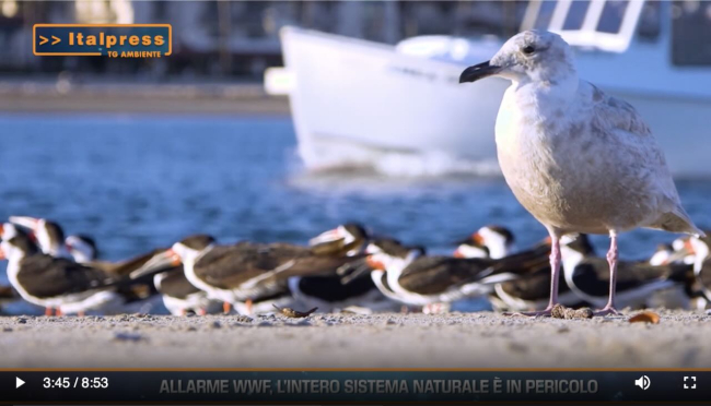 TG AMBIENTE del 27 ottobre - Allarme WWF, l’intero sistema naturale è in pericolo … - (Video)