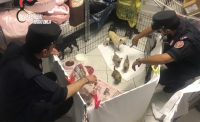 Sventato traffico di cuccioli. Sequestrati 56 chihuahua, denunciate le titolari di un allevamento