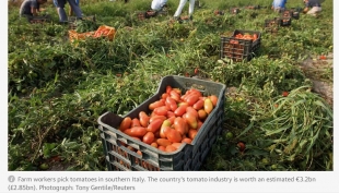 Caporalato, l&#039;inchiesta della procura di Lecce finisce anche sul &quot;The Guardian&quot;.