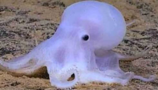 Casper, il polpo che vive a 4.000 metri di profondità deve ancora svelare molti segreti della sua natura.