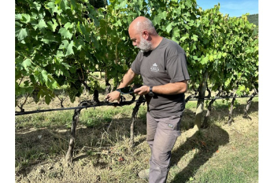 Agritech e pratiche agricole sostenibili: parte in Italia il primo progetto all&#039;avanguardia a livello mondiale dedicato al carbon farming in viticoltura