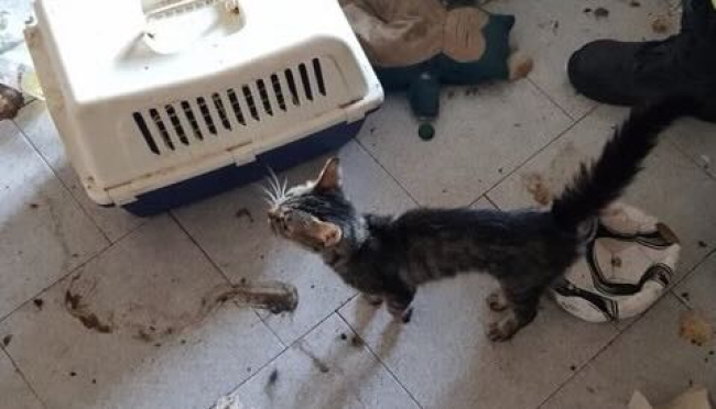 Abbandonati in casa, tre gatti sopravvissuti e uno morto. Scattato il sequestro delle guardie zoofile OIPA di Modena [video]