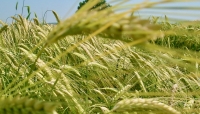 AGRICOLTURA, L’ABBATE (M5S): avvio commissione 'grano duro' punto di partenza per rilancio filiera