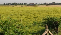 Agricoltura: al via il fondo covid-19 da 100 milioni previsto dal Cura Italia per il comparto primari.