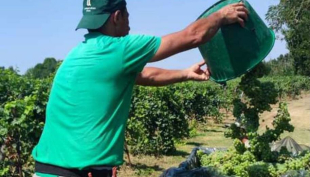Vendemmia a Parma: si parte -20% la produzione, ma la qualità dell’uva si prospetta buona