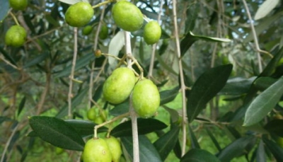 Olive Toscane