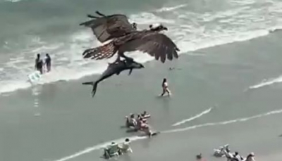 Nel video amatoriale falco pescatore sorvola la spiaggia con un pesce di grossa taglia.