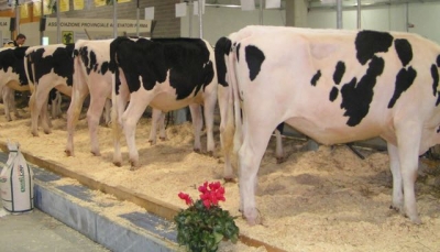 Esposizione bovini da latte - foto rpertorio