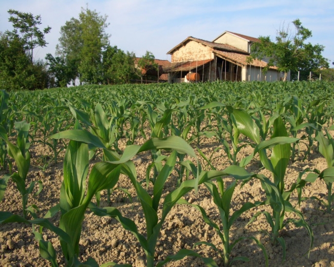 Consorzi agrari del Piemonte: duecento milioni di fatturato.