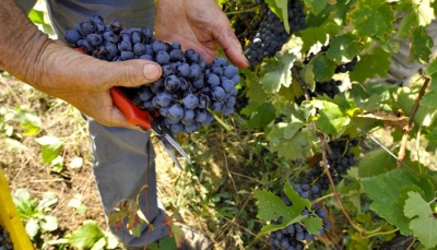 A Piacenza Expo un viaggio alla scoperta del vino artigianale d&#039; Italia