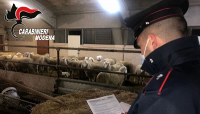 Rubano più di 70 pecore, le nascondono in un’azienda agricola e le macellano abusivamente