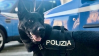 Parma - Espulse sette persone non regolari e sequestrati 230 grammi di sostanza stupefacente.