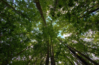 Le imprese acquistano i servizi delle foreste dell’Appennino. Prima volta in Italia