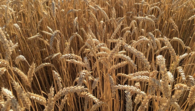 “Cereali e dintorni”: Soia in recupero