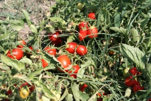 Maltempo spinge verso l&#039;alto i prezzi agricoli