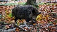 Peste suina: Cesari (Provincia Parma) chiede la collaborazione dei cacciatori 