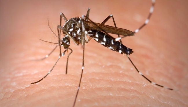 Caso di Dengue a Salsomaggiore: minorenne ricoverato all’Ospedale dei Bambini