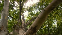 Abbattimento di alcuni alberi a rischio di caduta in giardini, aree scolastiche e viali.