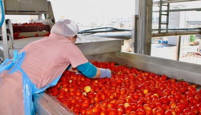 Pomodoro da industria Nord Italia: il punto di metà campagna