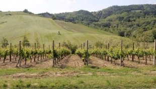 Bene il vino italiano all&#039;estero