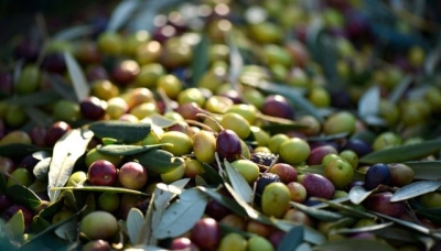 Inizia la raccolta delle olive... e arrivano le offerte Agristore