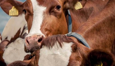 Produrre latte guardando al mercato: il caso di studio della fattoria Rossi