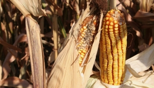 Cereali e dintorni. In Argentina, precipitazioni insufficienti.