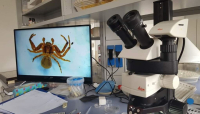 Intervista all'aracnologo: dai ragni che sputano e sognano alle manipolazioni genetiche sugli insetti
