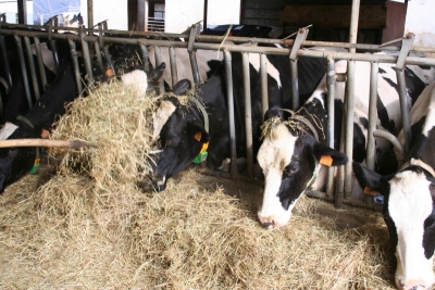 Lattiero caseario, non si ferma la salita delle due principali DOP