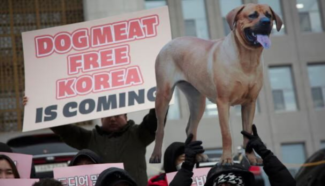 Corea del Sud. I cittadini votano per divieto di produzione e vendita di carne di cane