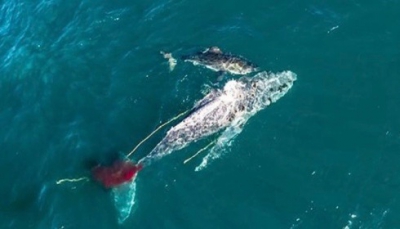 Dal drone le immagini di uno squalo che affoga una megattera (Video)