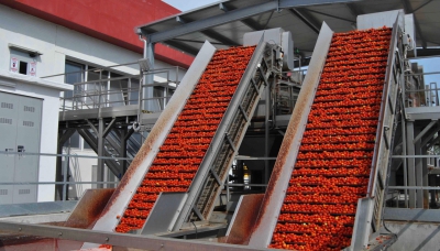 Pomodoro Nord Italia, lavorate 2.741.982 tonnellate nel 2020
