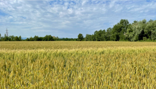 Cereali e dintorni. Colpo di coda di fine settimana