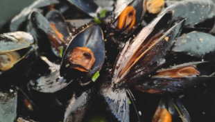 Cozze. Nuove disposizioni per chi vende e sanzioni per i trasgressori