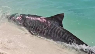 Lo squalo tigre sferra l&#039;attacco sul bagnasciuga (video)
