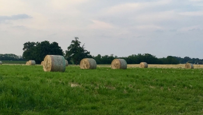 Con il Cura Italia, le imprese agricole potranno accedere in maniera diretta al fondo di garanzia