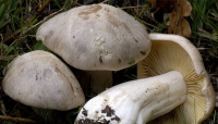 Entoloma Sinuatum, fungo tossico