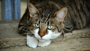 Parma: posti esauriti al gattile