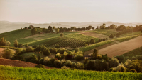 “Terra Emilia”: nelle enoteche di Bologna, i vini Colli Bolognesi