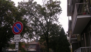 Abbattimenti di alberi a rischio in giardini, aree scolastiche e viali