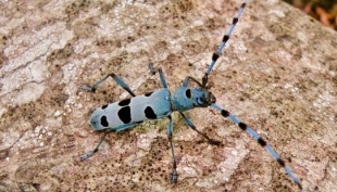 Un appello per trovare Rosalia Alpina sul nostro appennino.