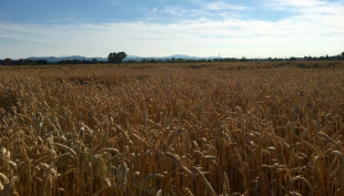 Cereali e dintorni. Poche speranze di cambiamento di rotta