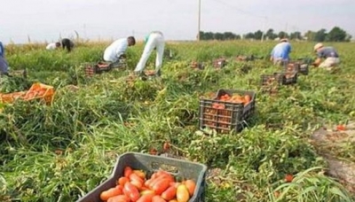 Modena, immigrazione clandestina con false assunzioni presso aziende agricole del territorio