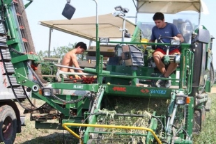 Agevolazioni per l&#039;insediamento di giovani in agricoltura