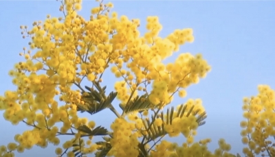 8 marzo 2022: mimose insanguinate e listate a lutto dall’Università delle Generazioni di Agnone del Molise