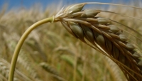 Cereali e dintorni. Il Green Pass sta mettendo in ginocchio la logistica di terra, di mare e…