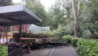Un albero ha abbattuto una tettoia per le bici presso il centro sociale Buco Magico