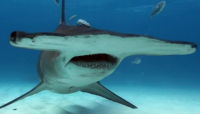 In Florida è lo squalo martello a 