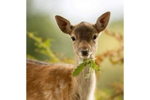 Sterminio di animali in Emilia Romagna